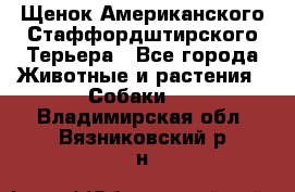 Щенок Американского Стаффордштирского Терьера - Все города Животные и растения » Собаки   . Владимирская обл.,Вязниковский р-н